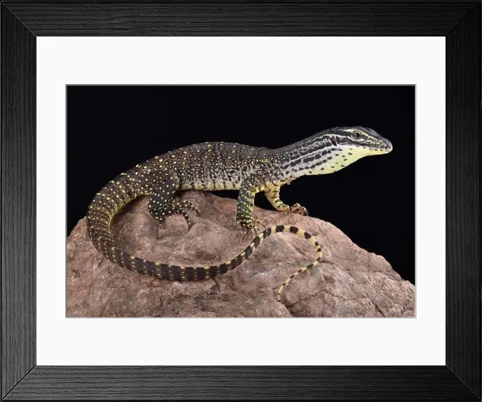 Framed Print : The New Guinea Argus monitor (Varanus panoptes horni) is a large omnivorous lizard species Framed Print : The New Guinea Argus monitor (Varanus panoptes horni) is a large omnivorous lizard species