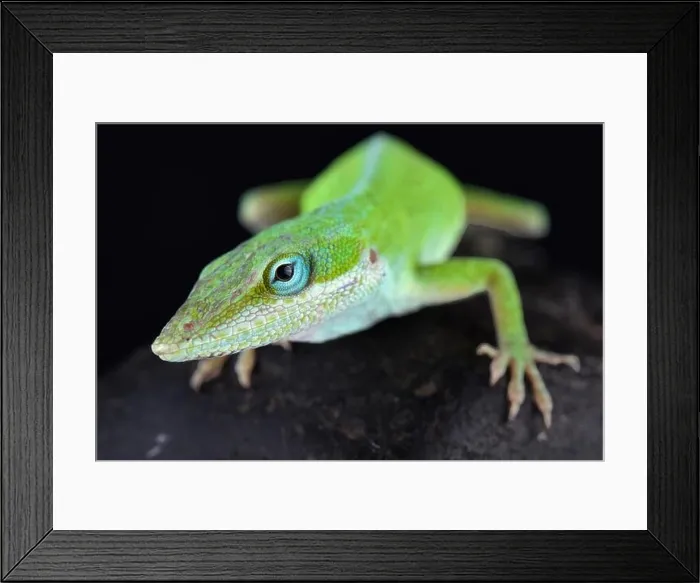 Framed Print : The Carolina anole (Anolis carolinensis) Framed Print : The Carolina anole (Anolis carolinensis)