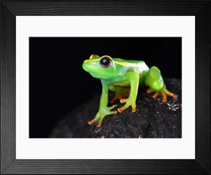 Framed Print : Riggenbach's reed frog (Hyperolius riggenbachi) is found in the Bamenda highlands of Cameroon Framed Print : Riggenbach's reed frog (Hyperolius riggenbachi) is found in the Bamenda highlands of Cameroon