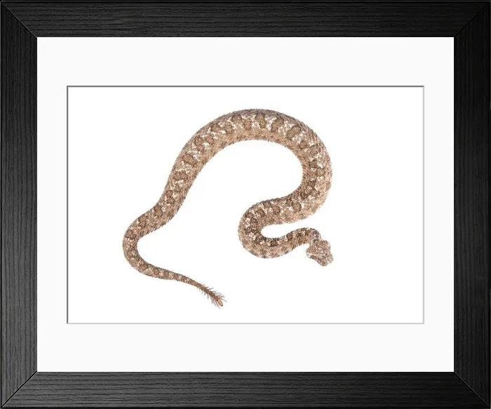 Framed Print : The spider-tailed horned viper (Pseudocerastes urarachnoides)