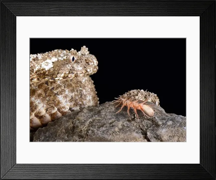 Framed Print : The spider-tailed horned viper (Pseudocerastes urarachnoides)