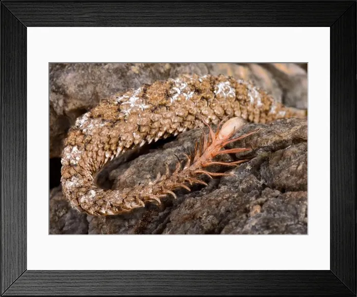 Framed Print : The spider-tailed horned viper (Pseudocerastes urarachnoides)