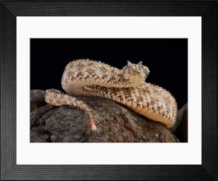 Framed Print : The spider-tailed horned viper (Pseudocerastes urarachnoides) Framed Print : The spider-tailed horned viper (Pseudocerastes urarachnoides)