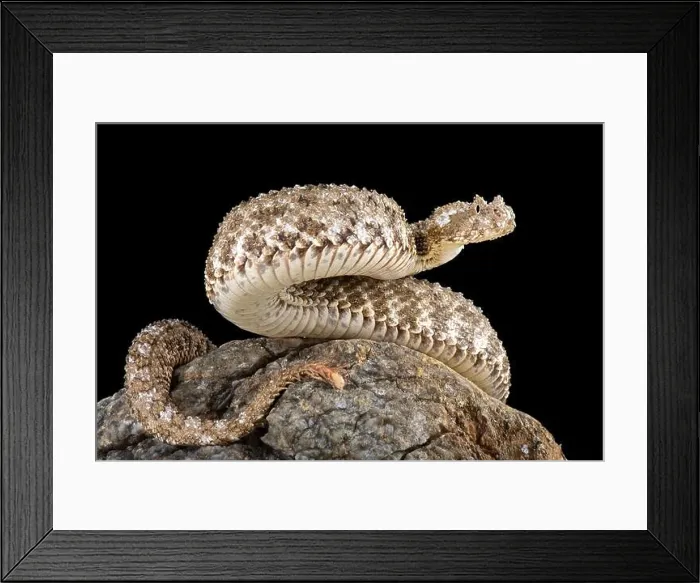 Framed Print : The spider-tailed horned viper (Pseudocerastes urarachnoides) Framed Print : The spider-tailed horned viper (Pseudocerastes urarachnoides)