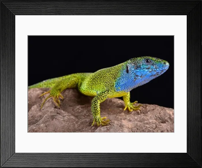 Framed Print : The European green lizard, Lacerta viridis Framed Print : The European green lizard, Lacerta viridis