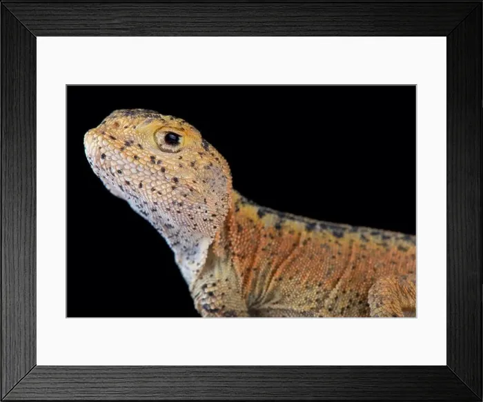 Framed Print : This is a new undescribed species of toad headed agama (Phrynocephalus) found in Xinjiang province China Framed Print : This is a new undescribed species of toad headed agama (Phrynocephalus) found in Xinjiang province China