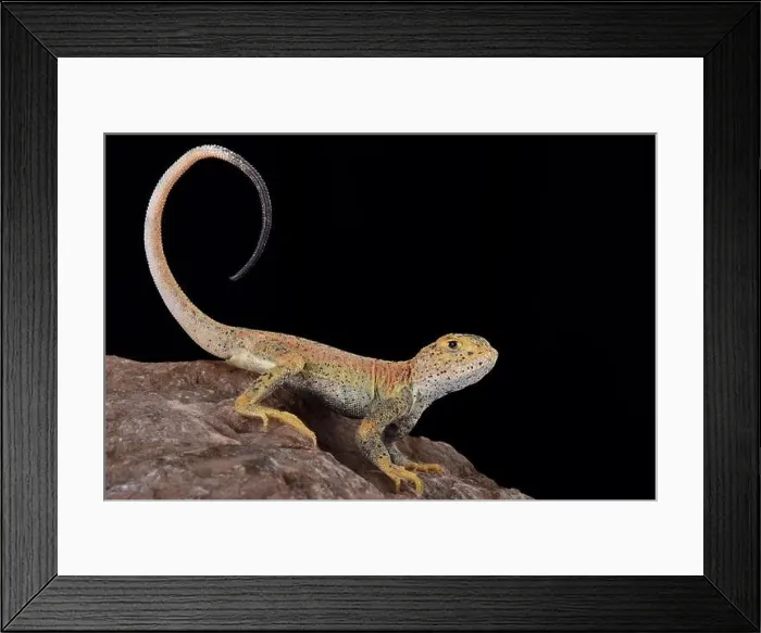 Framed Print : This is a new undescribed species of toad headed agama (Phrynocephalus) found in Xinjiang province China Framed Print : This is a new undescribed species of toad headed agama (Phrynocephalus) found in Xinjiang province China
