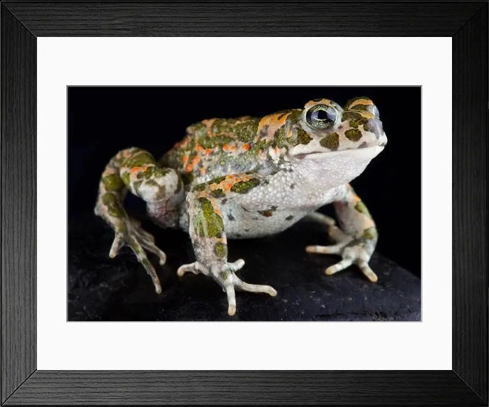 Framed Print : The Italian green toad, Bufotes Balearics Framed Print : The Italian green toad, Bufotes Balearics