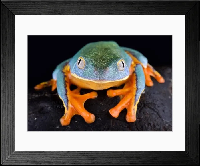 Framed Print : The Splendid leaf frog, Cruziohyla calcarifer Framed Print : The Splendid leaf frog, Cruziohyla calcarifer