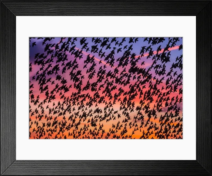 Framed Print : Murmuration of starlings at dusk, RSPB Reserve Minsmere, Suffolk, England Framed Print : Murmuration of starlings at dusk, RSPB Reserve Minsmere, Suffolk, England