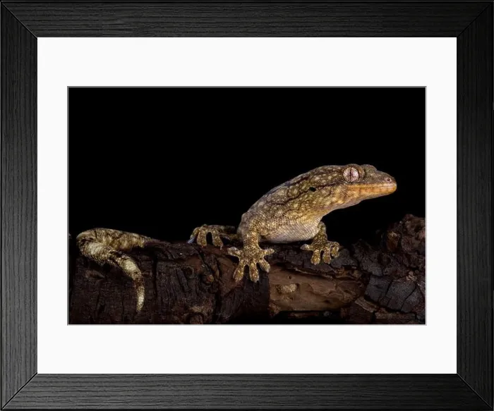 Framed Print : The Wahlberg's velvet gecko (Homopholis wahlbergii ) is a large nocturnal gecko species endemic to Southern Africa Framed Print : The Wahlberg's velvet gecko (Homopholis wahlbergii ) is a large nocturnal gecko species endemic to Southern Africa