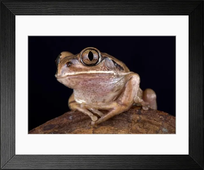 Framed Print : The Mozambique tree frog (Leptopelis mossambicus) is a large tree frog species found in Southern Africa Framed Print : The Mozambique tree frog (Leptopelis mossambicus) is a large tree frog species found in Southern Africa