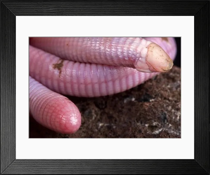 Framed Print : The Wedgesnouted Worm Lizard (Monopeltis decosteri) is a unique Framed Print : The Wedgesnouted Worm Lizard (Monopeltis decosteri) is a unique