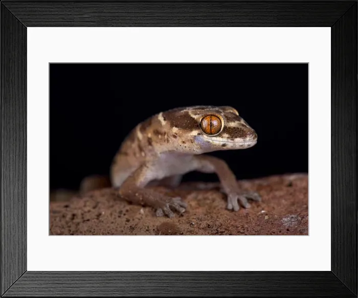 Framed Print : Van Son's thick-toed gecko (Pachydactylus vansoni) is a terrestrial and nocturnal species found in Southern Africa Framed Print : Van Son's thick-toed gecko (Pachydactylus vansoni) is a terrestrial and nocturnal species found in Southern Africa