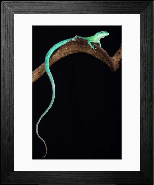Framed Print : The Green keel-bellied lizard (Gastropholis prasina) is a spectacular tree dwelling lizard species