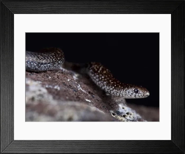 Framed Print : The Variegated Slug-eater (Duberria variegata) is a slow moving slug eating snake species found in Southern Africa Framed Print : The Variegated Slug-eater (Duberria variegata) is a slow moving slug eating snake species found in Southern Africa