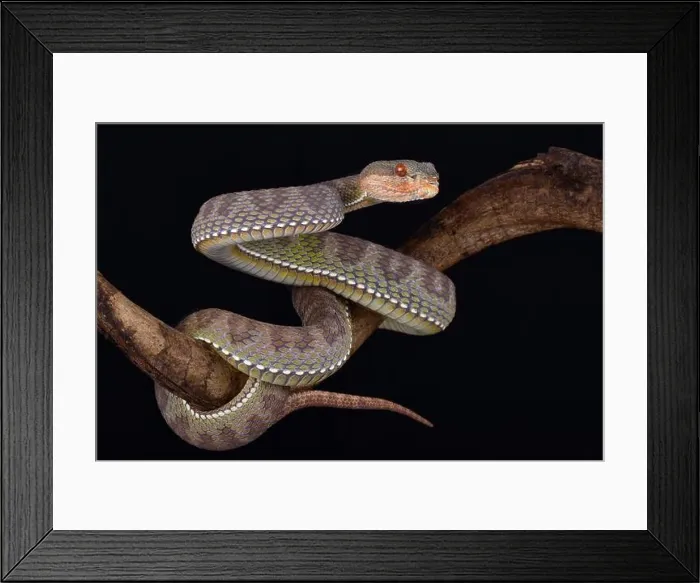 Framed Print : The Mangrove pit viper (Trimeresurus purpureomaculatus) Framed Print : The Mangrove pit viper (Trimeresurus purpureomaculatus)
