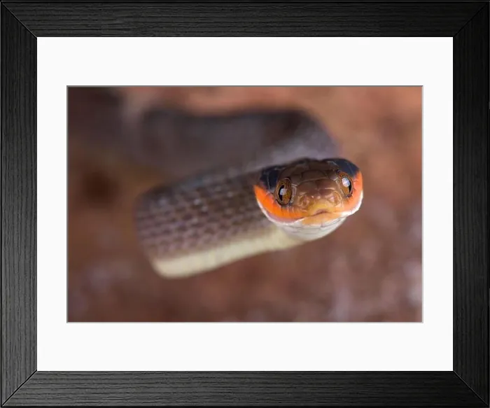 Framed Print : The Red-lipped Snake (Crotaphopeltis hotamboeia) is a nocturnal Framed Print : The Red-lipped Snake (Crotaphopeltis hotamboeia) is a nocturnal