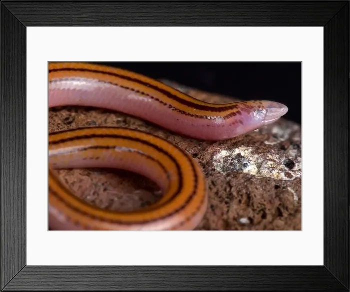 Framed Print : The Striped Legless Skink (Acontias lineatus) is a fossorial lizard species found across Southern Africa Framed Print : The Striped Legless Skink (Acontias lineatus) is a fossorial lizard species found across Southern Africa