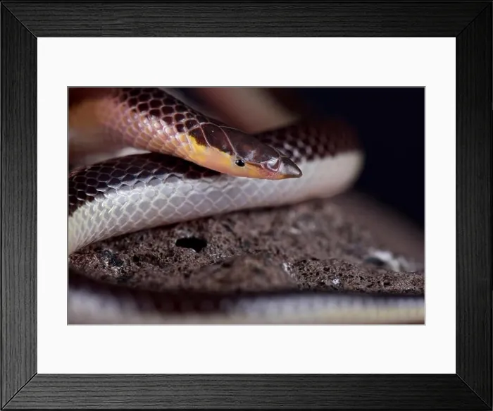 Framed Print : The Striped Quill-snouted Snake (Xenocalamus bicolor lineatus) is a rear-fanged venomous Framed Print : The Striped Quill-snouted Snake (Xenocalamus bicolor lineatus) is a rear-fanged venomous