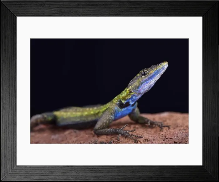 Framed Print : The Mozambique flat lizard (Platysaurus intermedius nyasae) is found in Malawi and central Mozambique