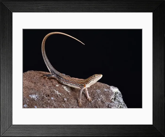 Framed Print : The Ornate Sandveld Lizard (Nucras ornata) is a medium sized, diurnal, lizard species found in Southern Africa Framed Print : The Ornate Sandveld Lizard (Nucras ornata) is a medium sized, diurnal, lizard species found in Southern Africa