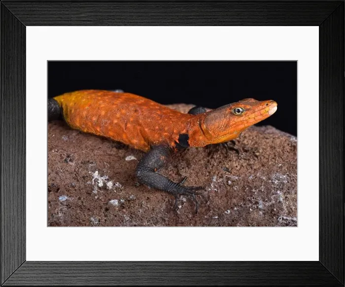 Framed Print : Emperor flat lizard (Platysaurus imperator) is the largest species of its family Framed Print : Emperor flat lizard (Platysaurus imperator) is the largest species of its family