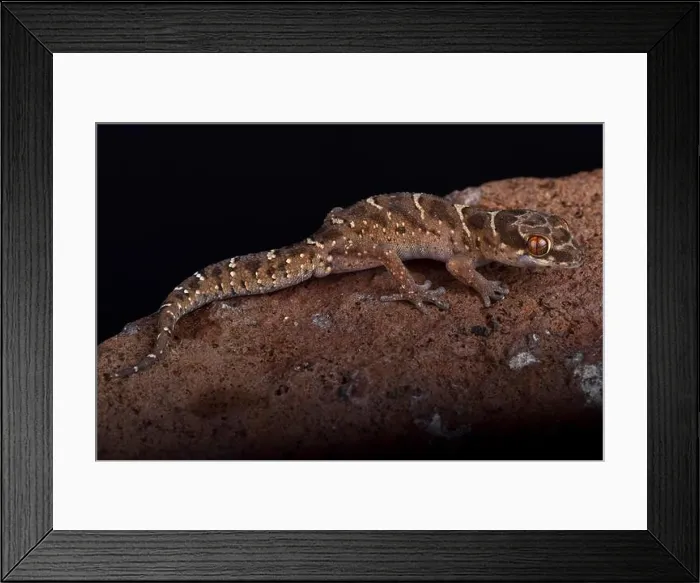 Framed Print : Van Son's thick-toed gecko (Pachydactylus vansoni) is a terrestrial and nocturnal species found in Southern Africa Framed Print : Van Son's thick-toed gecko (Pachydactylus vansoni) is a terrestrial and nocturnal species found in Southern Africa