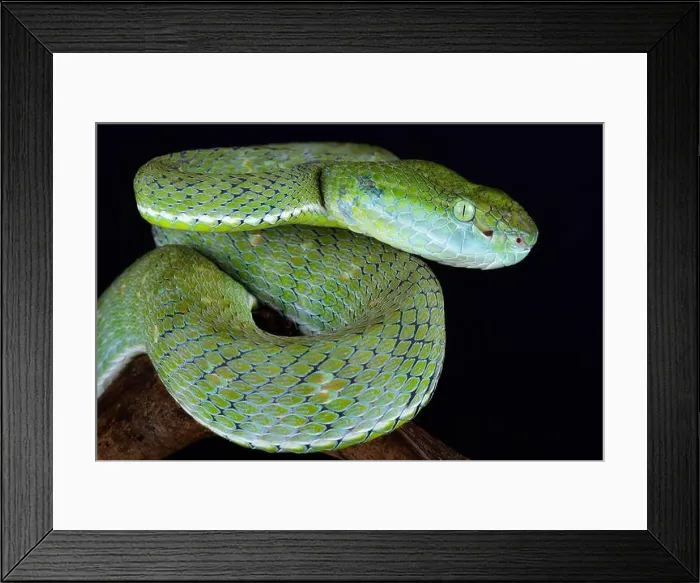 Framed Print : The Indonesian pit viper (Parias hageni) Framed Print : The Indonesian pit viper (Parias hageni)