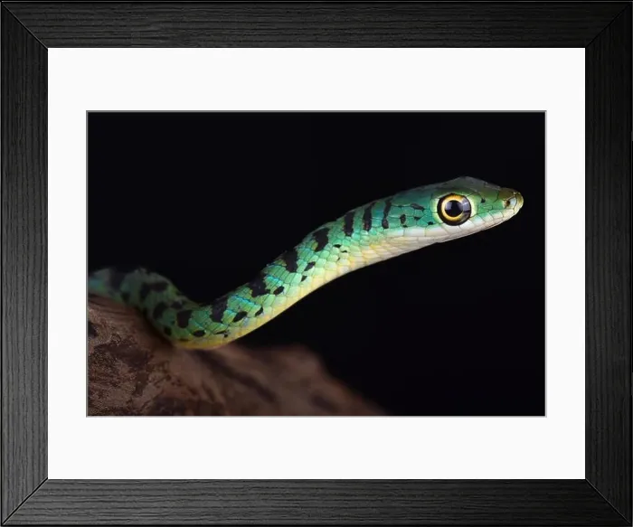 Framed Print : Spotted bush snakes (Philothamnus semivariegatus) are excellent climbers and swimmers Framed Print : Spotted bush snakes (Philothamnus semivariegatus) are excellent climbers and swimmers