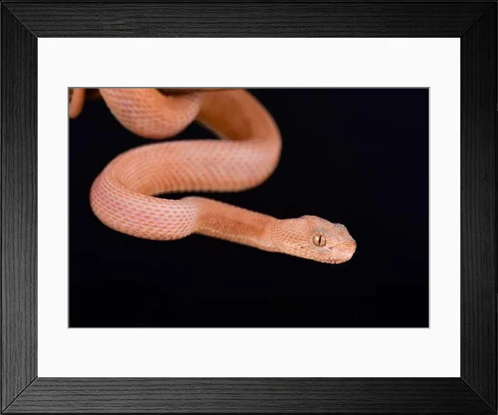 Framed Print : A very rare (one in the world) Leucistic Mangrove pit viper (Trimeresurus purpureomaculatus) Framed Print : A very rare (one in the world) Leucistic Mangrove pit viper (Trimeresurus purpureomaculatus)