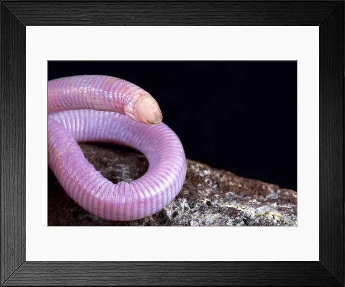 Framed Print : The Wedgesnouted worm lizard, Monopeltis decosteri, is a strange fossorial reptile species found in Southern Africa Framed Print : The Wedgesnouted worm lizard, Monopeltis decosteri, is a strange fossorial reptile species found in Southern Africa