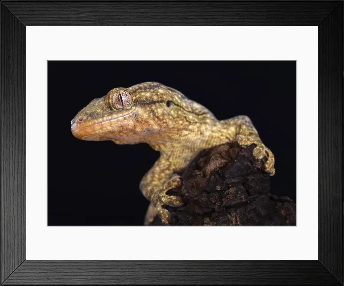 Framed Print : The Wahlberg's velvet gecko (Homopholis wahlbergii ) is a large nocturnal gecko species endemic to Southern Africa Framed Print : The Wahlberg's velvet gecko (Homopholis wahlbergii ) is a large nocturnal gecko species endemic to Southern Africa