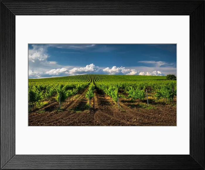 Framed Print : Growing vineyard and cloudy sky landscape Framed Print : Growing vineyard and cloudy sky landscape
