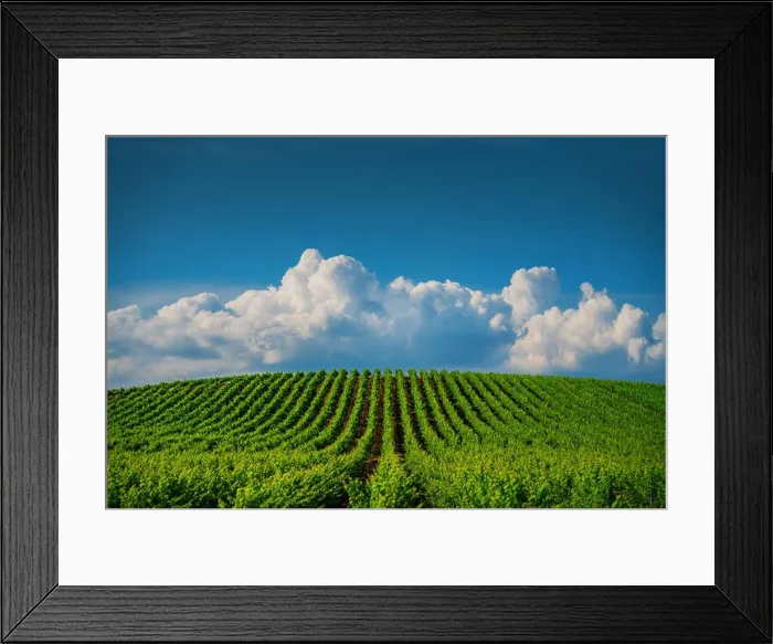 Framed Print : Growing vineyard and cloudy sky landscape Framed Print : Growing vineyard and cloudy sky landscape