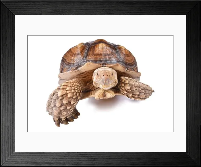 Framed Print : The African spurred tortoise (Centrochelys sulcata) Framed Print : The African spurred tortoise (Centrochelys sulcata)