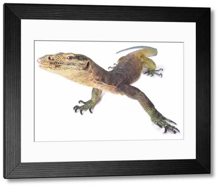 Framed Print : The Halmahera monitor (Varanus yuwonoi) was only described in 1998 Framed Print : The Halmahera monitor (Varanus yuwonoi) was only described in 1998