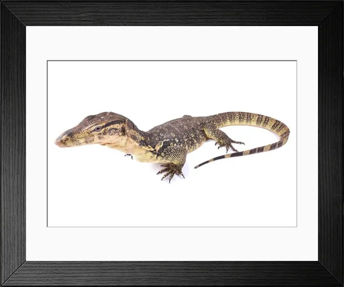 Framed Print : The water monitor (Varanus salvator) is a large lizard native to South and Southeast Asia Framed Print : The water monitor (Varanus salvator) is a large lizard native to South and Southeast Asia