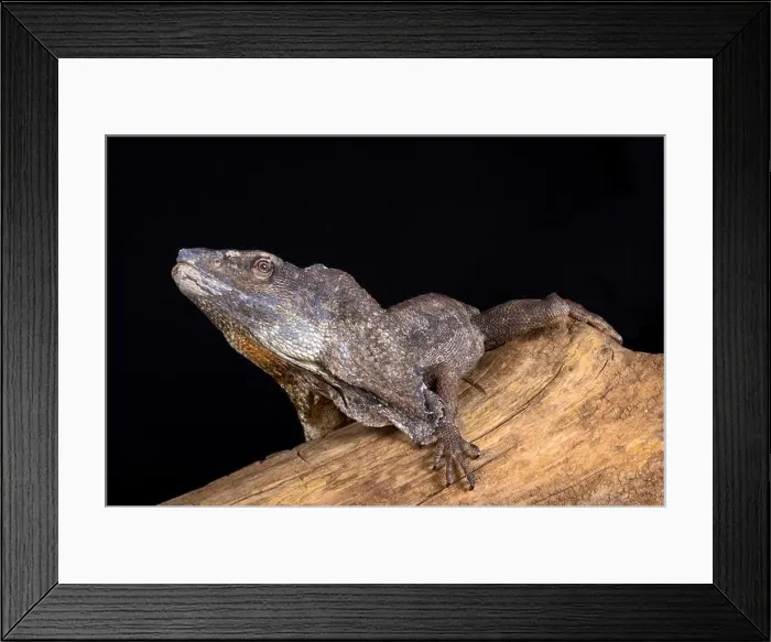 Framed Print : The Frilled-necked lizard (Chlamydosaurus kingii) Framed Print : The Frilled-necked lizard (Chlamydosaurus kingii)