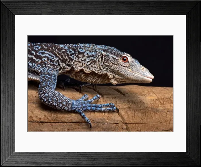Framed Print : The Blue tree monitor (Varanus macraei) is endemic to the island of Batanta in Indonesia Framed Print : The Blue tree monitor (Varanus macraei) is endemic to the island of Batanta in Indonesia