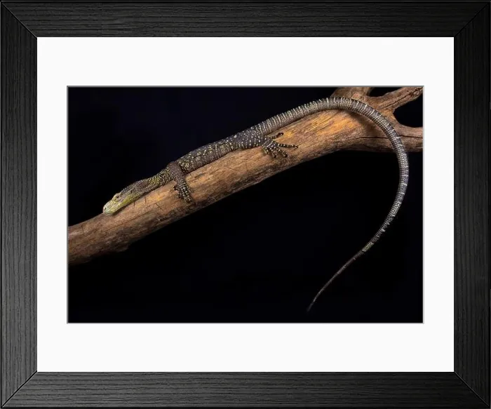 Framed Print : The Crocodile monitor (Varanus salvadorii) is the longest lizard species in the world Framed Print : The Crocodile monitor (Varanus salvadorii) is the longest lizard species in the world