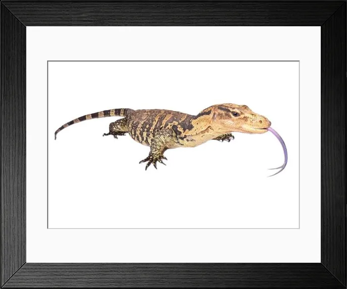 Framed Print : The Philippine water monitor (Varanus cumingi) is found in the southern Philippines Framed Print : The Philippine water monitor (Varanus cumingi) is found in the southern Philippines