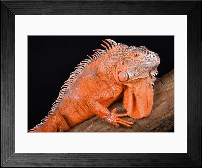 Framed Print : The green iguana (Iguana iguana) Framed Print : The green iguana (Iguana iguana)