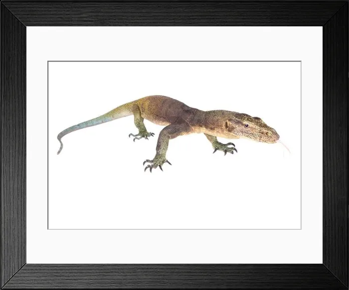 Framed Print : The Halmahera monitor (Varanus yuwonoi) was only described in 1998 Framed Print : The Halmahera monitor (Varanus yuwonoi) was only described in 1998