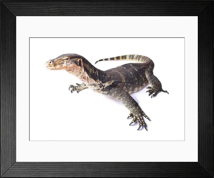 Framed Print : The water monitor (Varanus salvator) is a large lizard native to South and Southeast Asia Framed Print : The water monitor (Varanus salvator) is a large lizard native to South and Southeast Asia