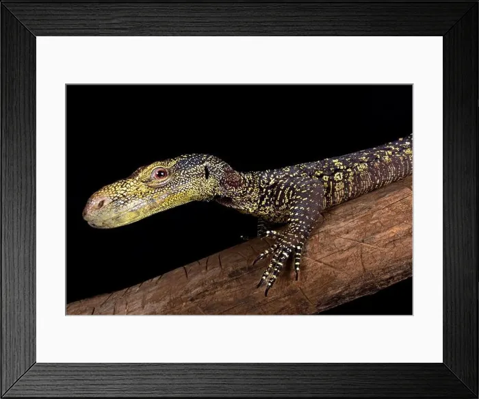 Framed Print : Crocodile monitor (Varanus salvadorii) Framed Print : Crocodile monitor (Varanus salvadorii)