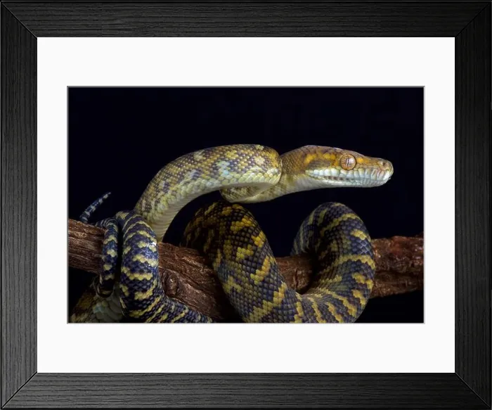 Framed Print : The Moluccan python (Simalia clastolepis) is endemic to the Maluku islands, part of Indonesia Framed Print : The Moluccan python (Simalia clastolepis) is endemic to the Maluku islands, part of Indonesia