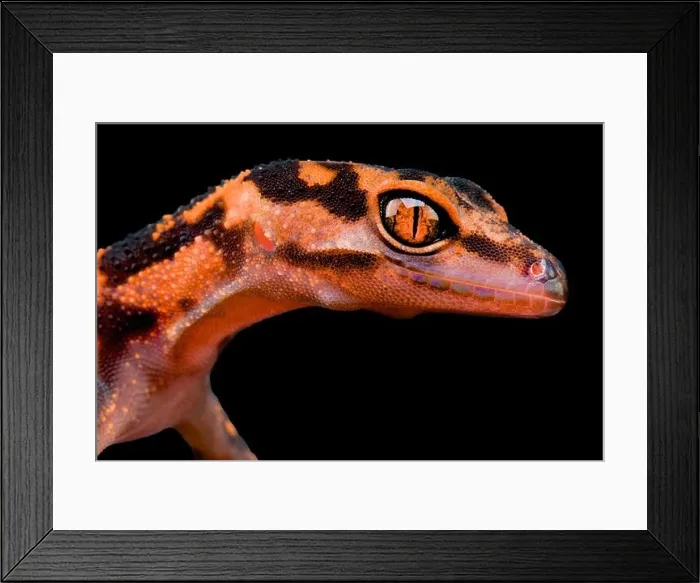 Framed Print : The Japanese Cave Gecko (Goniurosaurus orientalis) is considered and rare and uncommon species Framed Print : The Japanese Cave Gecko (Goniurosaurus orientalis) is considered and rare and uncommon species