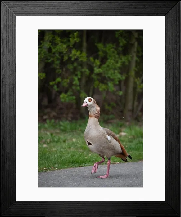 Framed Print : Color outdoor wildlife portrait of a single walking duck on a promeande with green background Framed Print : Color outdoor wildlife portrait of a single walking duck on a promeande with green background