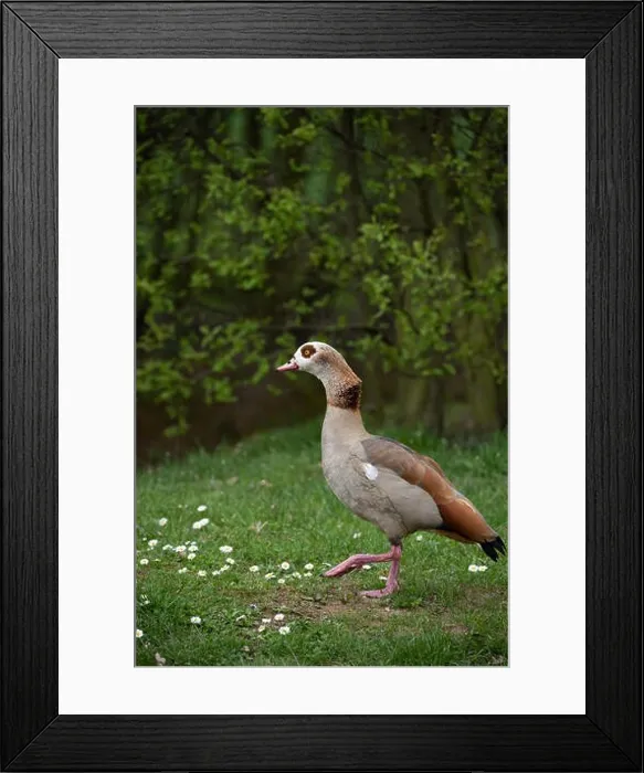 Framed Print : Color outdoor wildlife portrait of a single walking duck on green grass Framed Print : Color outdoor wildlife portrait of a single walking duck on green grass